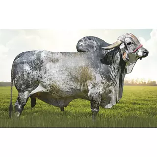 Semex Coliseu