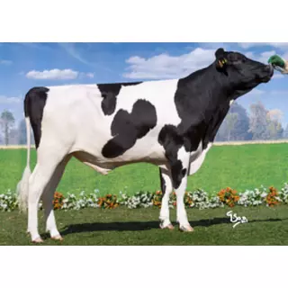 Semex Balthazar