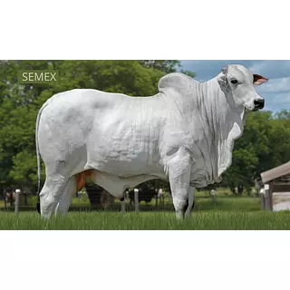 Semex Bahrein