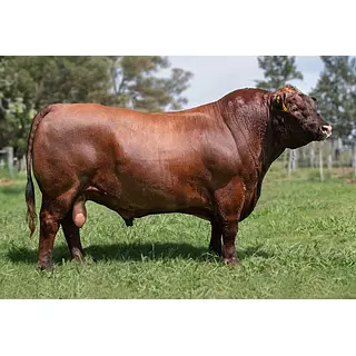 Semex Liboria Luna