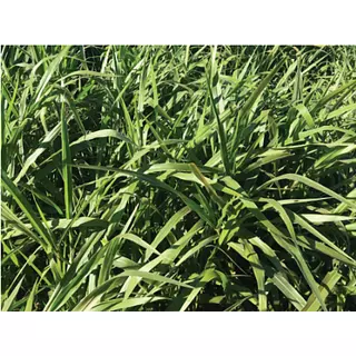 Brachiaria Ruziziensis Incrustada