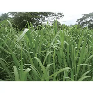 Panicum Maximum Mombaza Desnuda X Kg