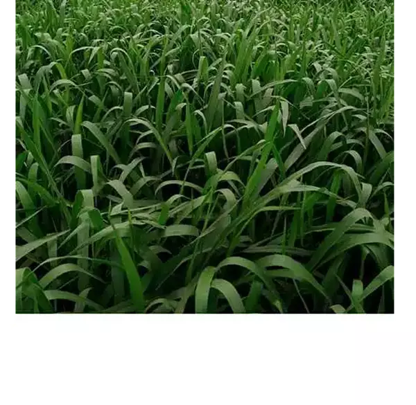 Brachiaria Hibrido Mulato Ii