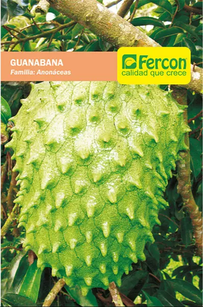 Guanabana