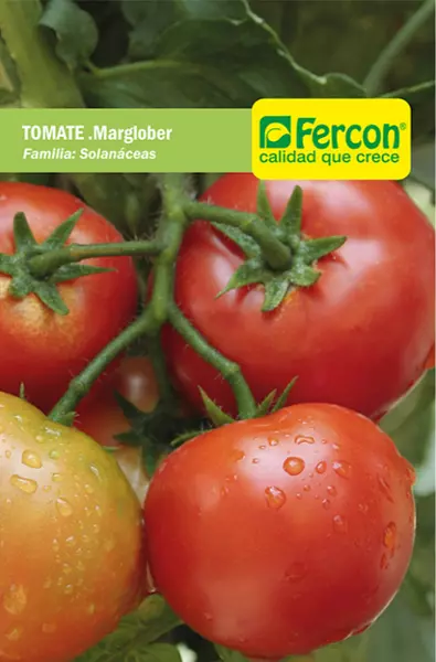 Tomate Marglober