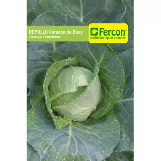 Repollo Corazón De Buey