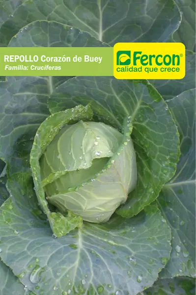 Repollo Corazón De Buey