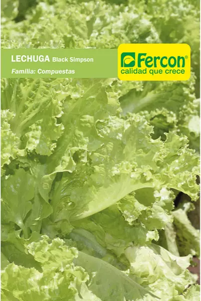 Lechuga Black Simpson