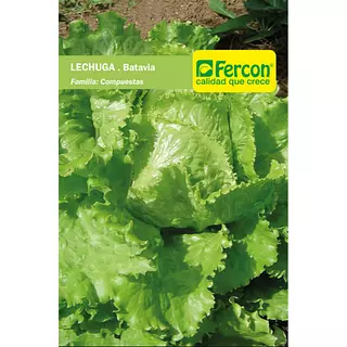 Lechuga Batavia