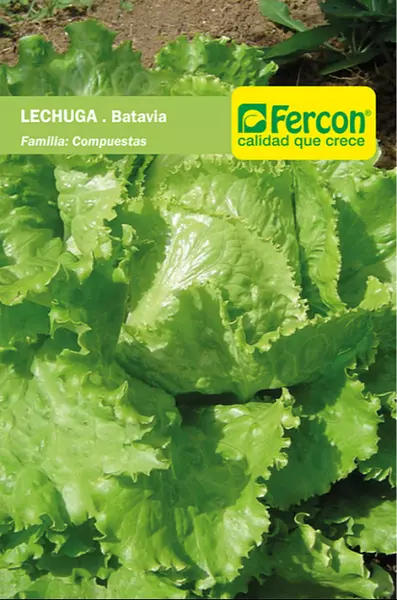 Lechuga Batavia