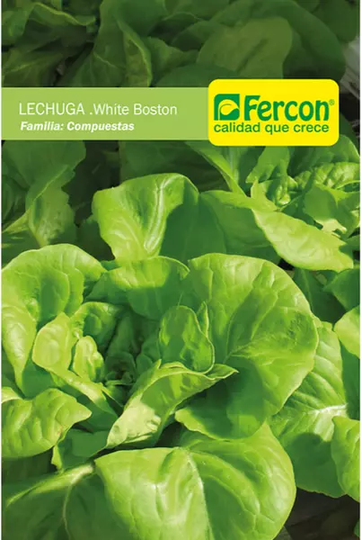 Lechuga White Boston