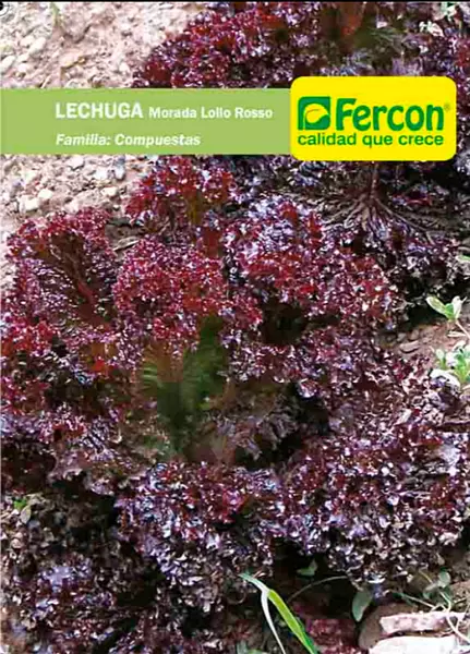 Lechuga Morada