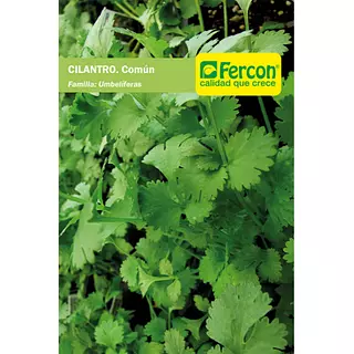 Cilantro Común