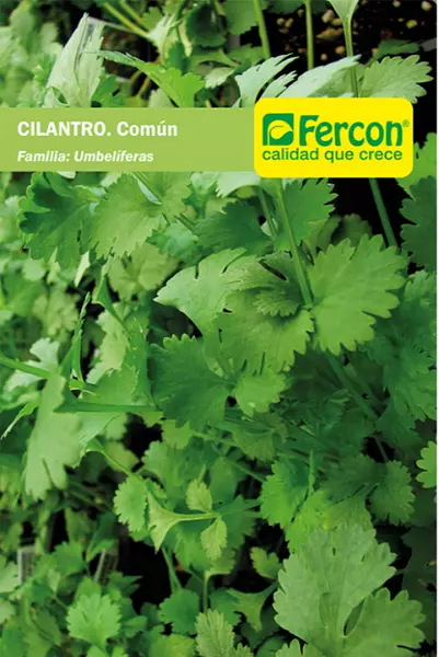 Cilantro Común