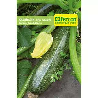 Calabacin Grey Zucchini