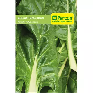 Acelga Penca Blanca