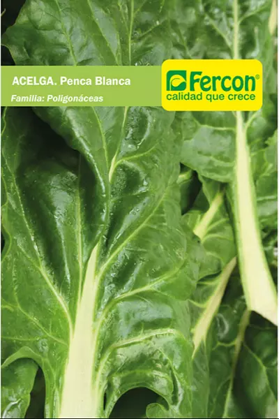 Acelga Penca Blanca