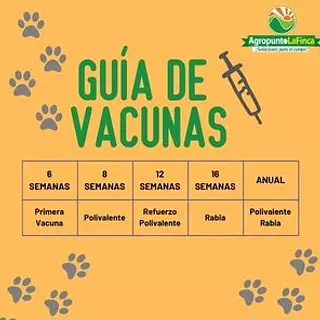 importancia de las vacunas al día para tus peluditos